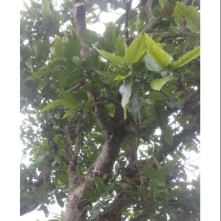 1kg trà nụ vối nếp nam định