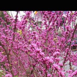 Cây hoa hạnh phúc