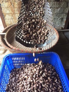 Hạt Điều Rang Muối bán sỉ