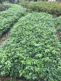 Combo 2 Cây móc mật