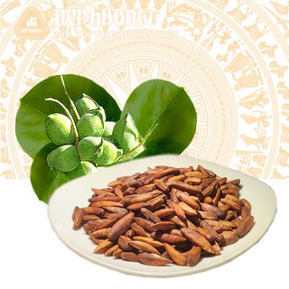 Hạt bàng côn đảo