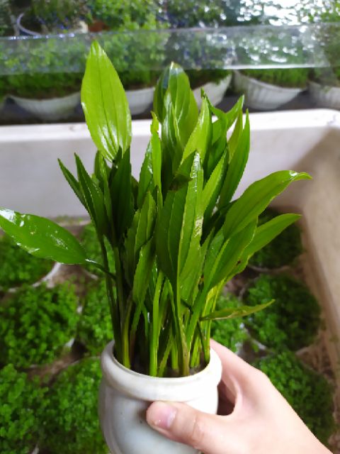 Cây Lan Nước thủy sinh