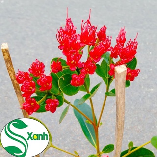 Cây mai thái đỏ
