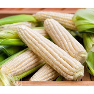 HẠT GIỐNG BẮP NẾP NÙ 100GRAM