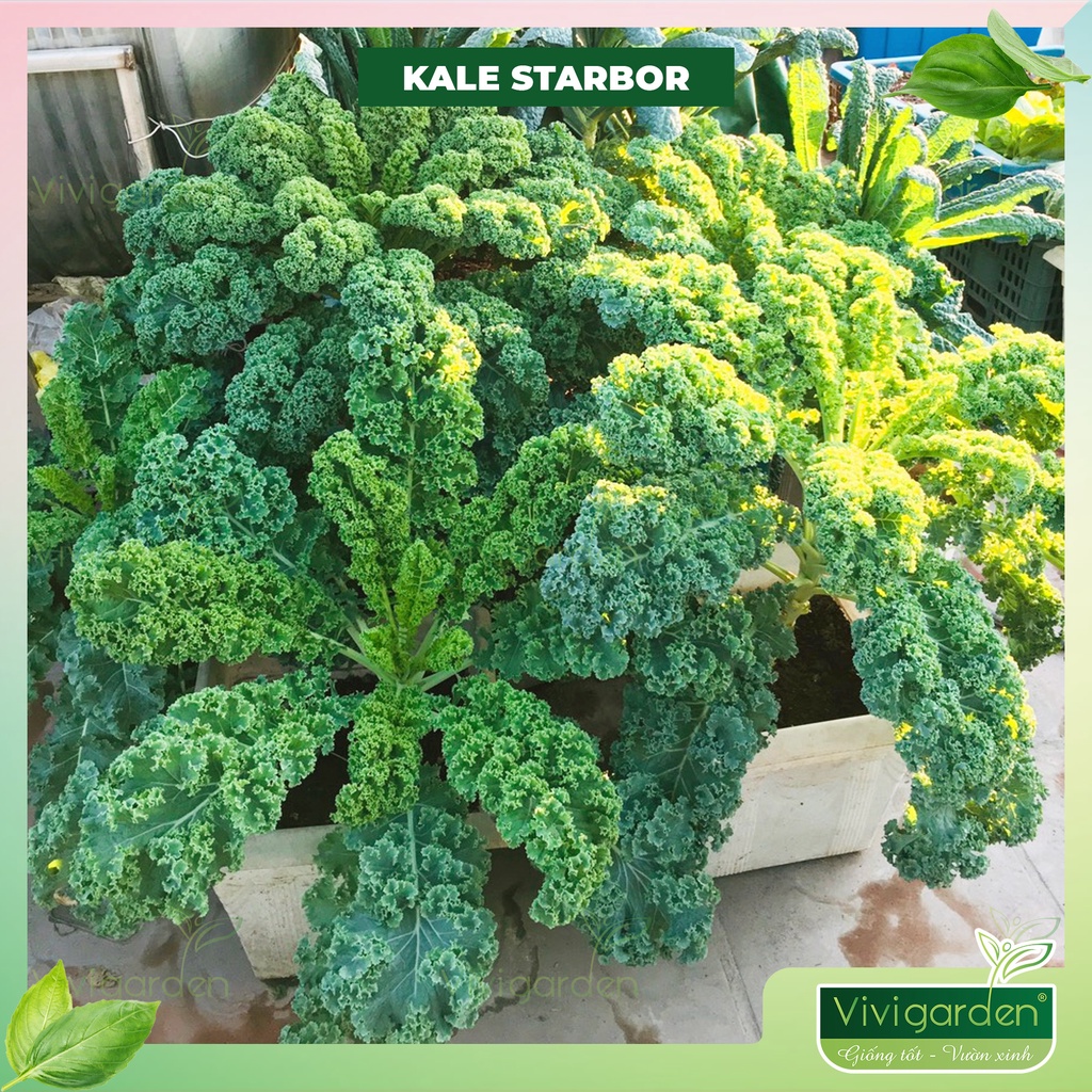 Combo 50 hạt Kale Starbor F1 giống lùn chịu nhiệt tốt trồng quanh năm