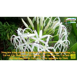 cây đại tướng quân
