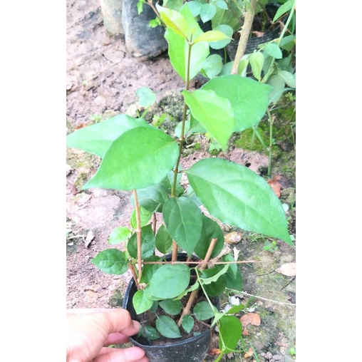 Cây cát đằng đứng.