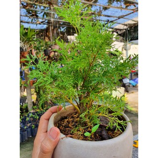 Cây đinh lăng size nhỏ.