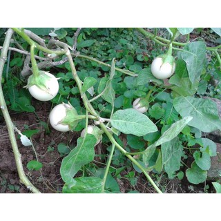 Hạt Giống Cà pháo trắng RĐ 72