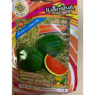 Hạt giống dưa hấu Thái mặt trời đỏ không hạt