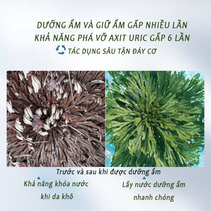 Mặt nạ cấp ẩm sâu, phục hồi da Myrothamnus Flabellifolia Lucenbase 75g