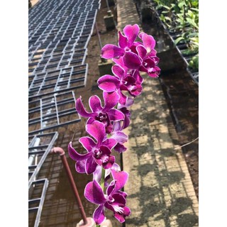 Lan Dendro Hiroshi cây trưởng thành sắp hoa