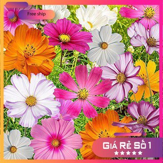 Hạt giống Sao nhái mix (100 hạt)