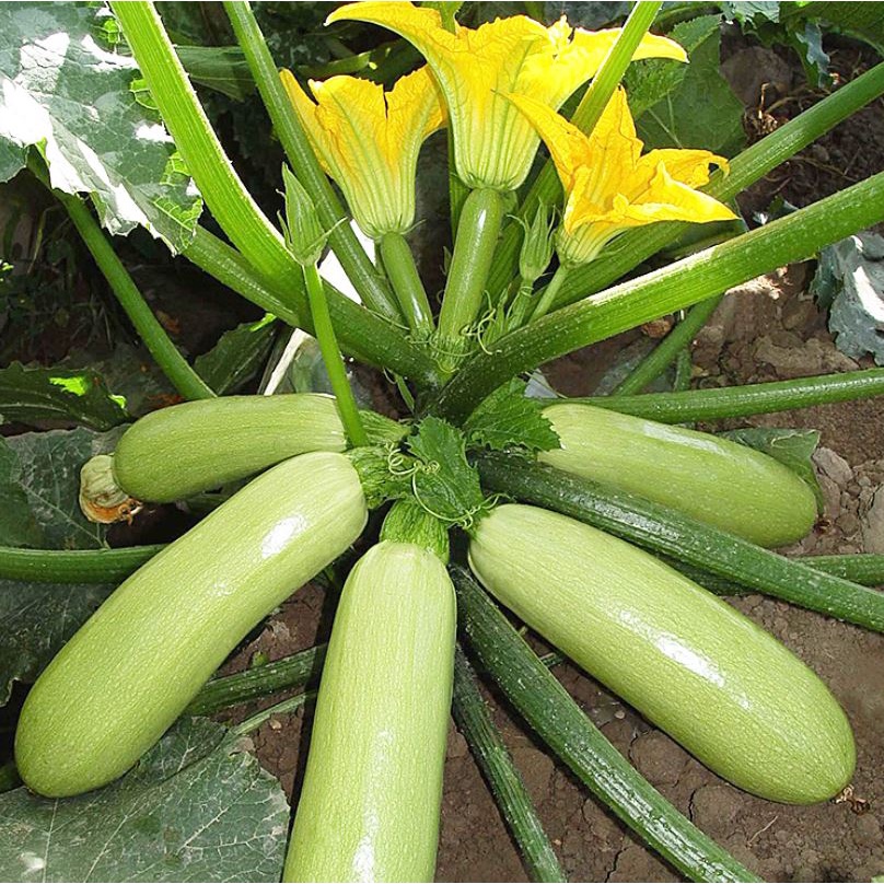 2 Gram Hạt Giống Bí Ngòi Năng Suất Dễ Trồng 10 hạt