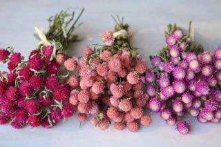 Hạt giống cúc pha lê mix