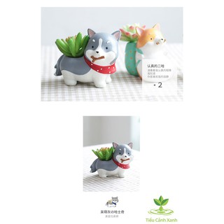 Chậu cây cún Nhật Husky