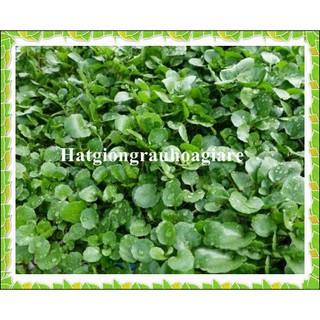 Hạt giống Xà Lách xoong Mỹ tặng kèm kích mầm