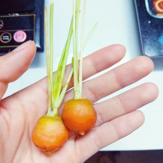 Gói 200 Hạt giống cà rốt baby tròn (nhập Mỹ)