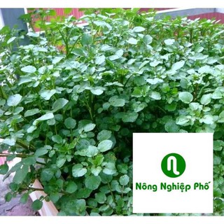 400 hạt giống rau cải xoong ( xà lách xoong) PHUNONG