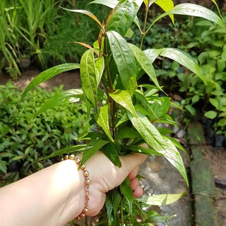 💙Set 2 cây hoàn ngọc đỏ🚩🚩MUA 2 TẶNG 1 🚩🚩Số lượng có hạn