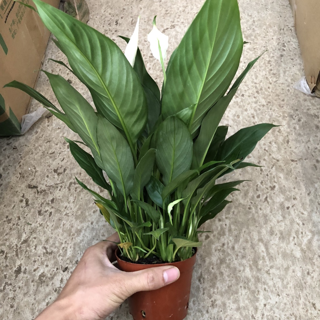 Cây lan ý - lan ý phong thủy cao 25cm thích hợp để bàn trang trí nội thất cây để bàn