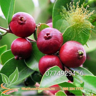 Cây ổi  sim nhật giống  cao 50cm