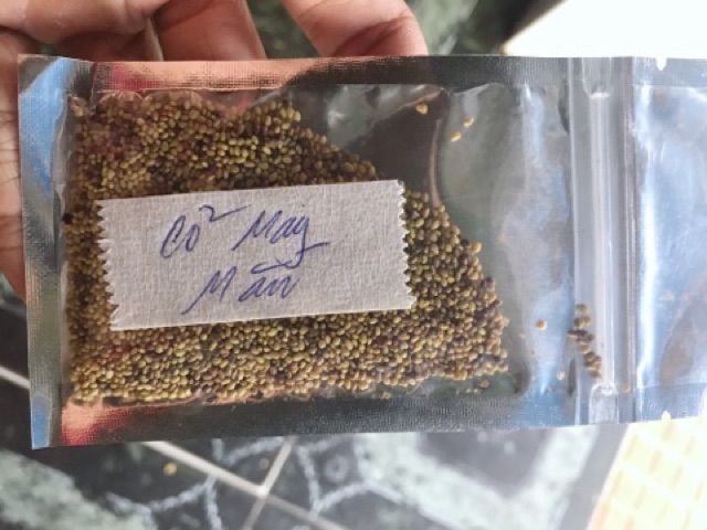 HẠT GIỐNG THỦY SINH CỎ MAY MẮN 10g