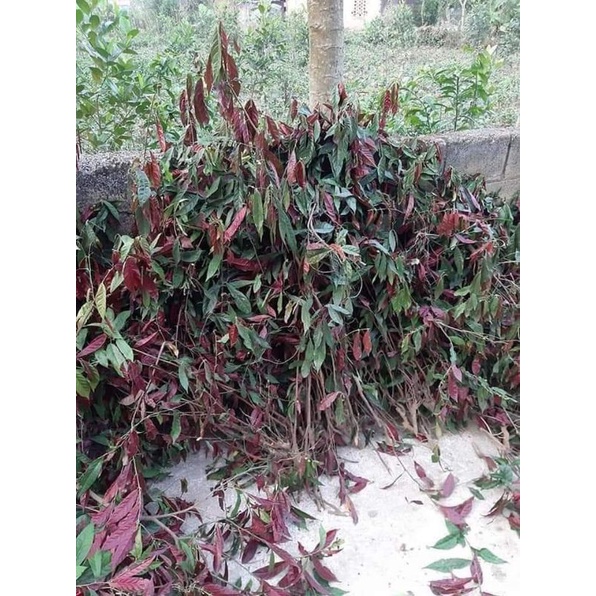 Lá đơn đỏ khô.thơm.sạch mát gan .mẩn ngứa(Giá 1kg-500gr)