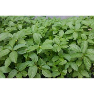 Hạt giống rau đay trắng