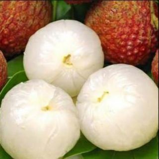cây giống vải thiều