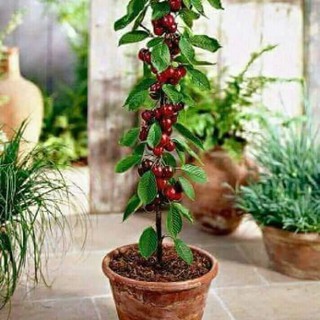 Hạt giống Anh Đào Mỹ (Cherry)