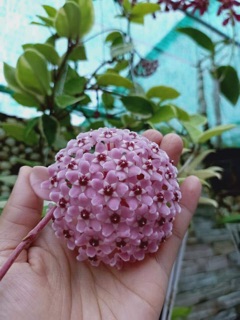 Cây lan cẩm các loại