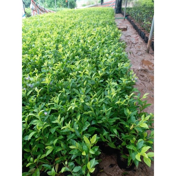 Cây chuỗi ngọc hàng công trình