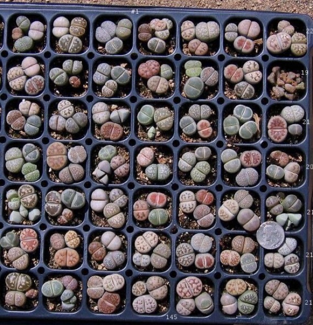 [MUA 10 TẶNG 1] SEN ĐÁ LITHOPS (SEN MÔNG; THẠCH LAN)