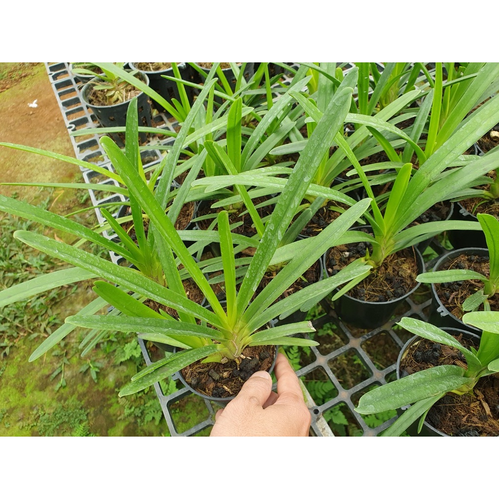 [Chính hãng] Vitamin B1 Super Root giúp phục hồi, vươn đọt và tăng sức đề kháng chống chịu hạn cho cây trồng hiệu quả