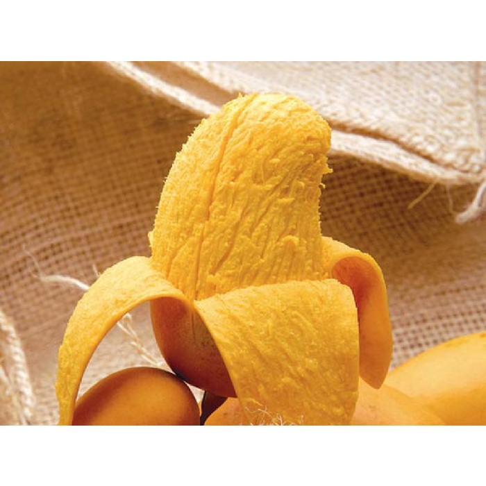 CÂY GIỐNG XOÀI THANH CA SIÊU QUẢ.
