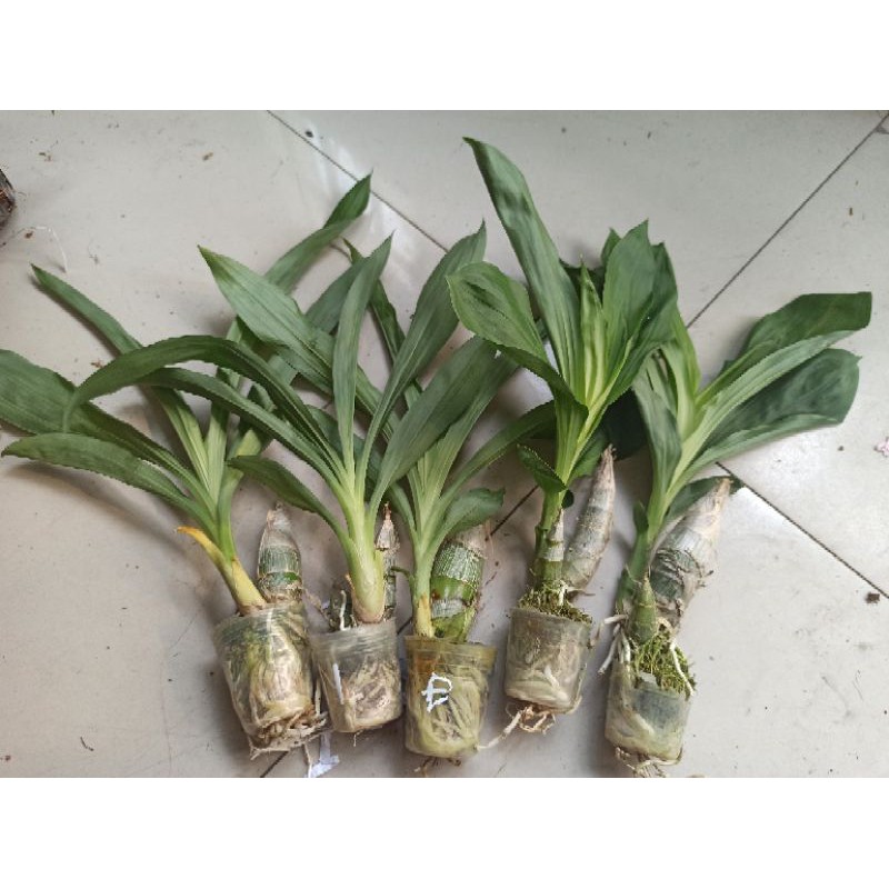 Hoa lan thiên nga size Trung