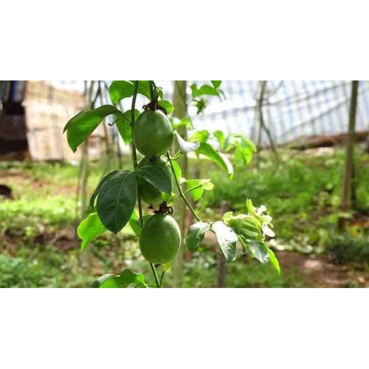 HẠT GIỐNG CHANH LEO CHANH DÂY TÍM - GÓI 0,5 GRAM