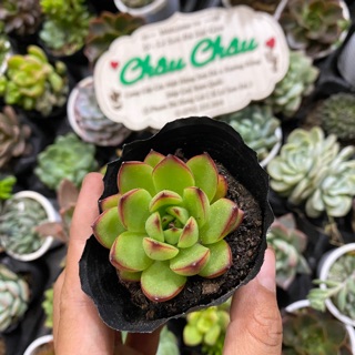 Sen đá ếch lửa
