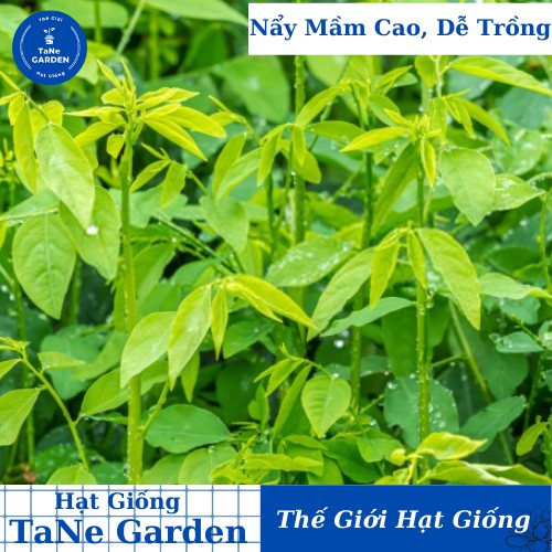 1Gr Hạt Giống Rau Ngót - TaNe Garden