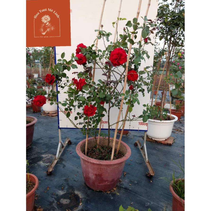 Hoa hồng cổ Hải Phòng ♥️Freeship♥️cây leo cực Phẩm-HoaTươiMêlinh 🌴Mua 4 tặng 1 cây bất kì🌴
