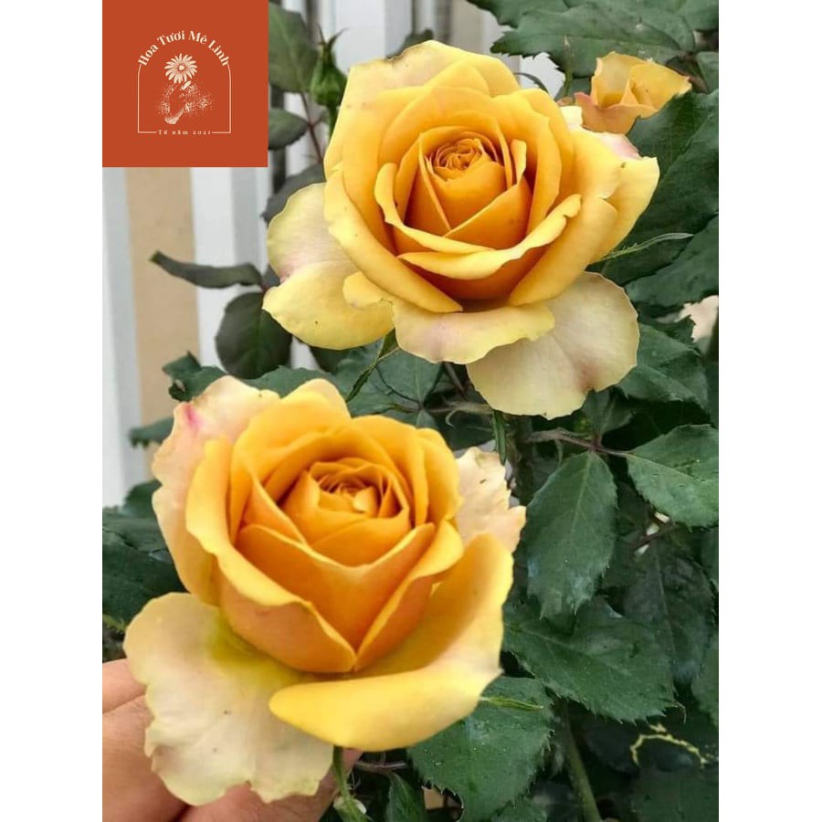 Hoa hồng Pine Dream rose –[ HOT TREND] -HoaTuoiMeLinh