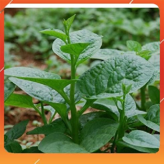 20g hạt giống rau mồng tơi nnf1