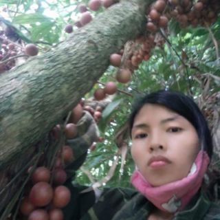 Cây dâu da đỏ