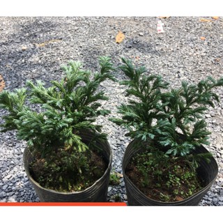 Chậu cây tuyết tùng - giao cây cao khoảng 20-25cm-UtNho