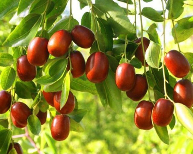 2KG TÁO ĐỎ KHÔ TÂN CƯƠNG | BigBuy360 - bigbuy360.vn