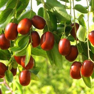 2KG TÁO ĐỎ KHÔ TÂN CƯƠNG