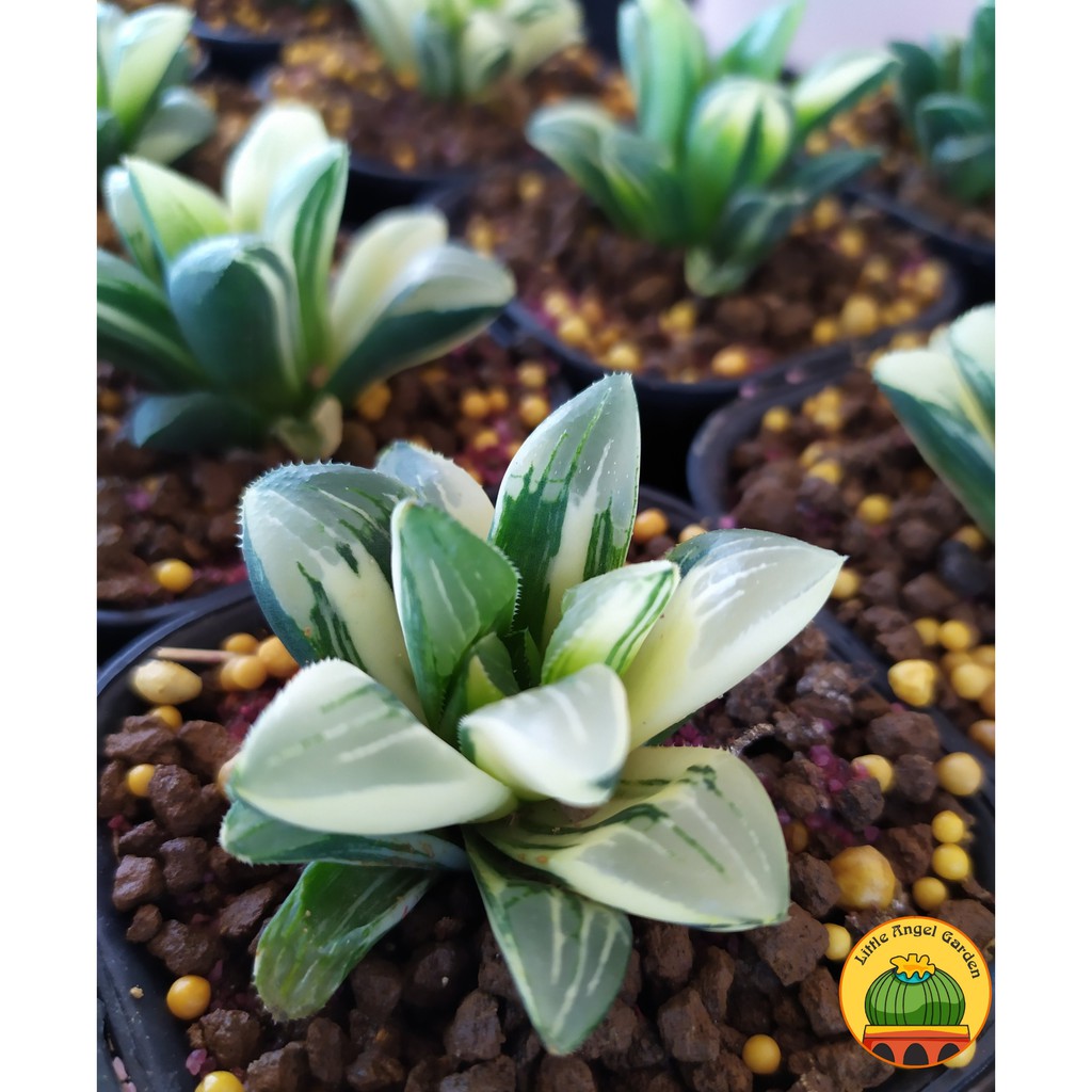 Sen đá kim cương Guốc Var | Haworthia Retusa Varigated | Haworthia Guốc Var