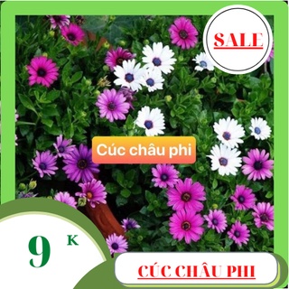 Hạt giống hoa cúc châu phi mix màu dễ trồng 40 hạt