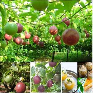 Hạt giống chanh dây - 1 gói 20 hạt